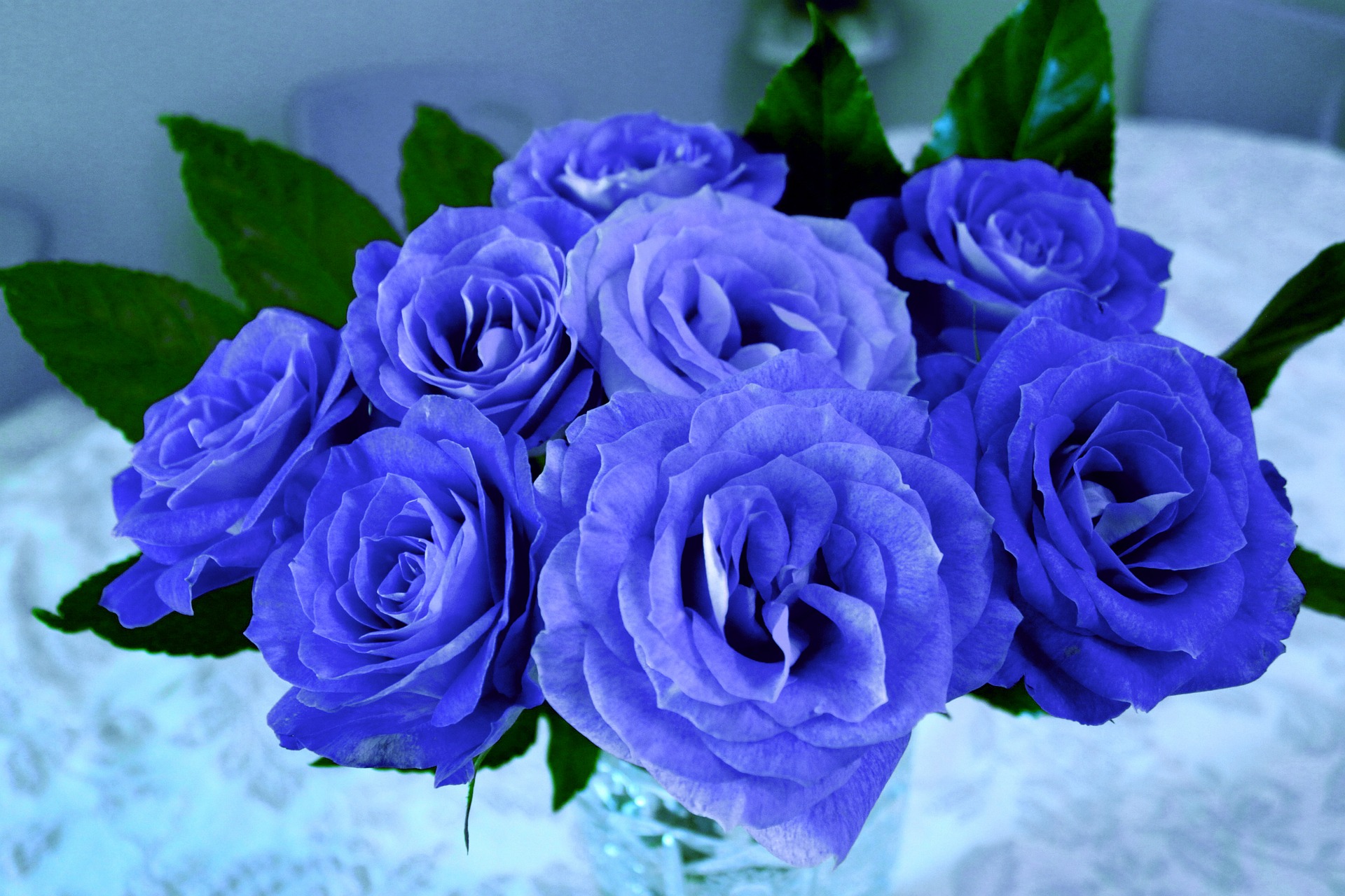 Rosas azules naturales, origen y simbolismo