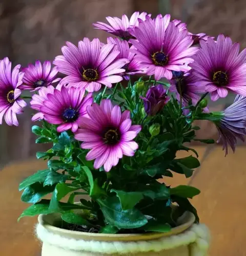 Consejos sencillos para cuidar tus flores en maceta