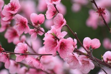 13 Flores japonesas más bonitas con su significado