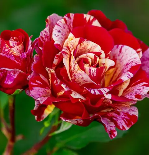 Las rosas más hermosas del mundo imágenes y breve descripción