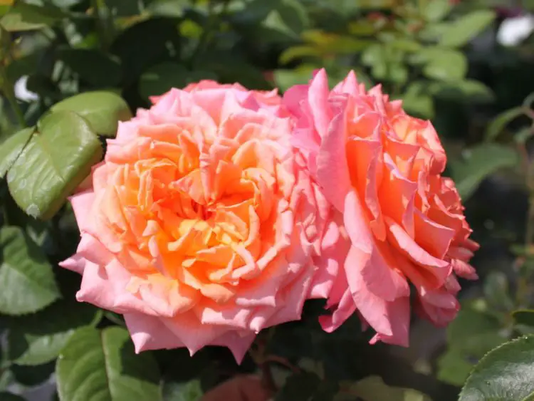Edelrose 'Albrecht Dürer Rose' ® - Rosa 'Albrecht Dürer Rose' ®