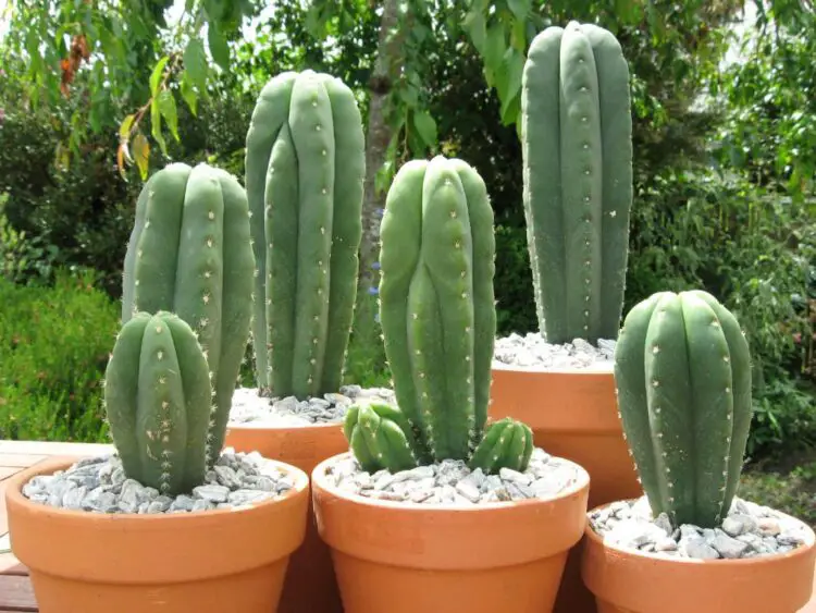 Cactus San Pedro del Peru