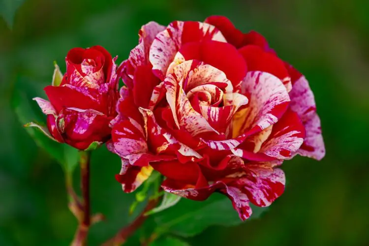 Las-rosas-más-hermosas-del-mundo