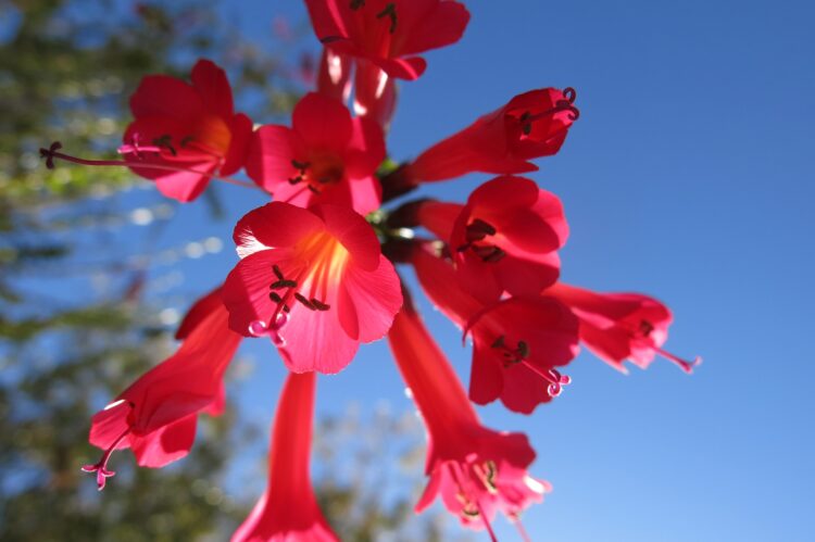 La Cantuta Cantua buxifolia flor nacional del Perú