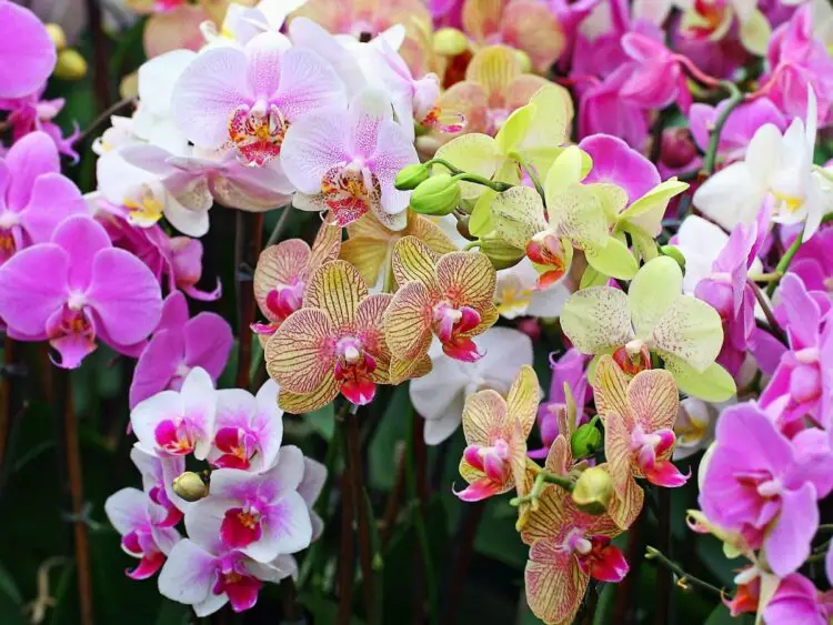 plantas del peru orquideas