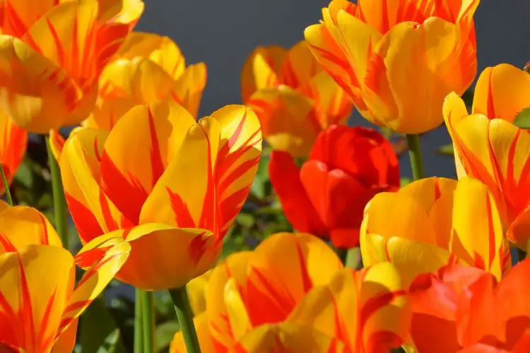 tulipanes amarillos para esposa