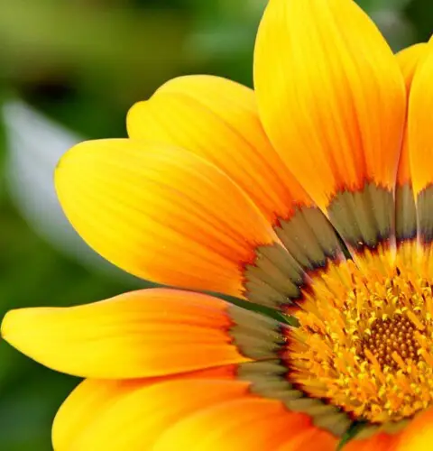 10 Flores amarillas ideales para el jardín