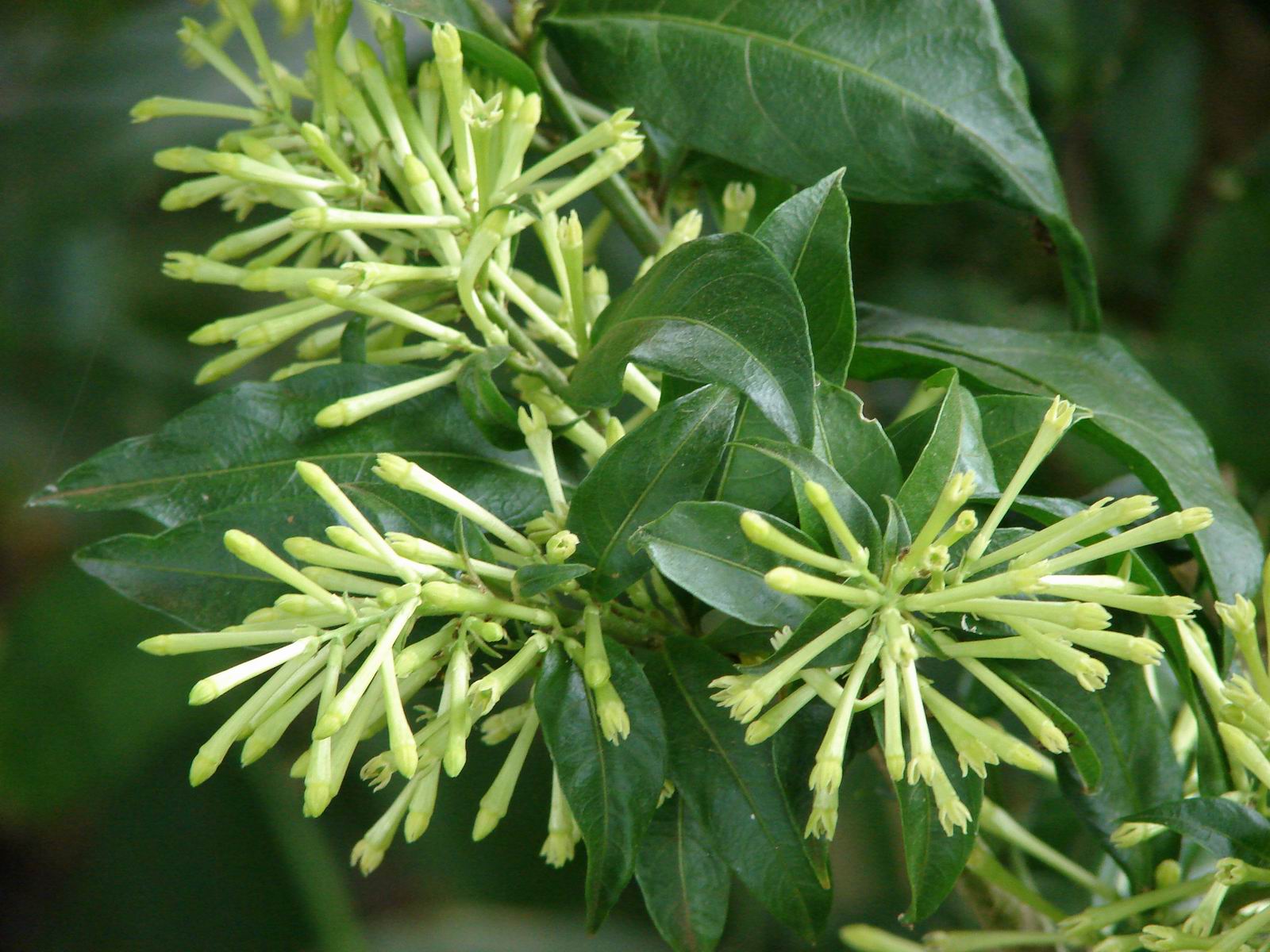 Planta HUELE DE NOCHE, cuidados de cultivo y reproducción