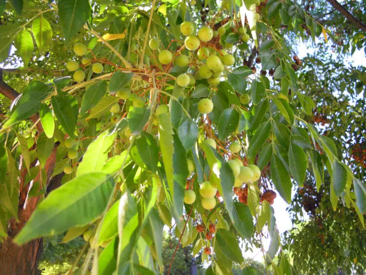 El árbol del paraíso o cinamomo: cultivo y propiedades