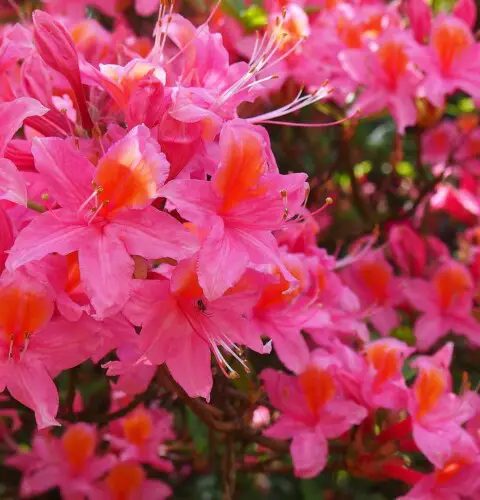 Las más bonitas flores ornamentales para el jardín en primavera