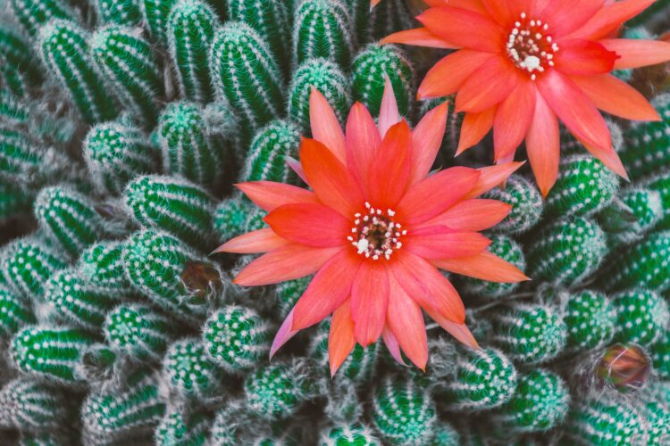 caracteristicas un cactus