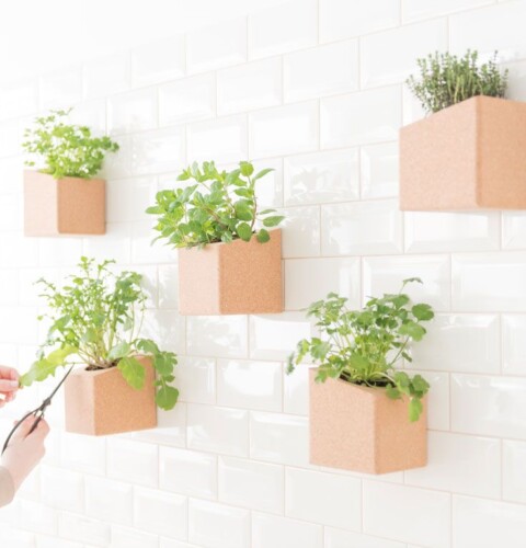 Decoración con plantas en pared