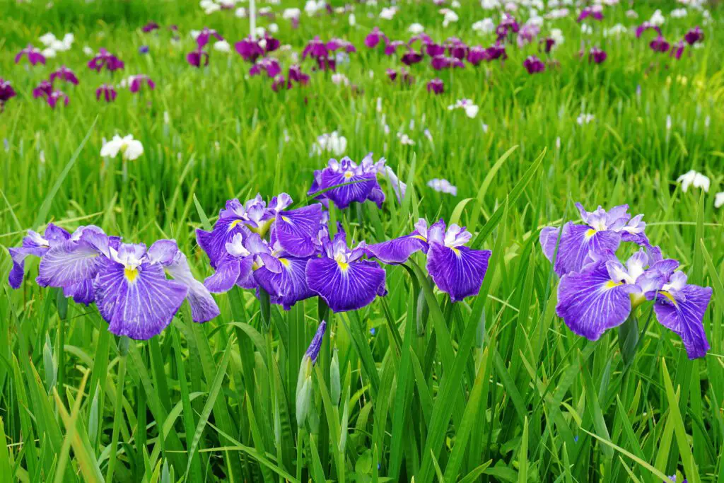 Iris flor atrae a los colibries