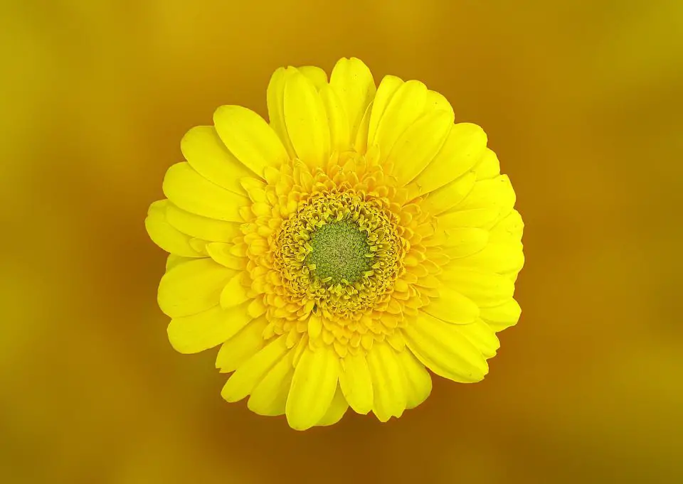 Flor de gerbera amarilla