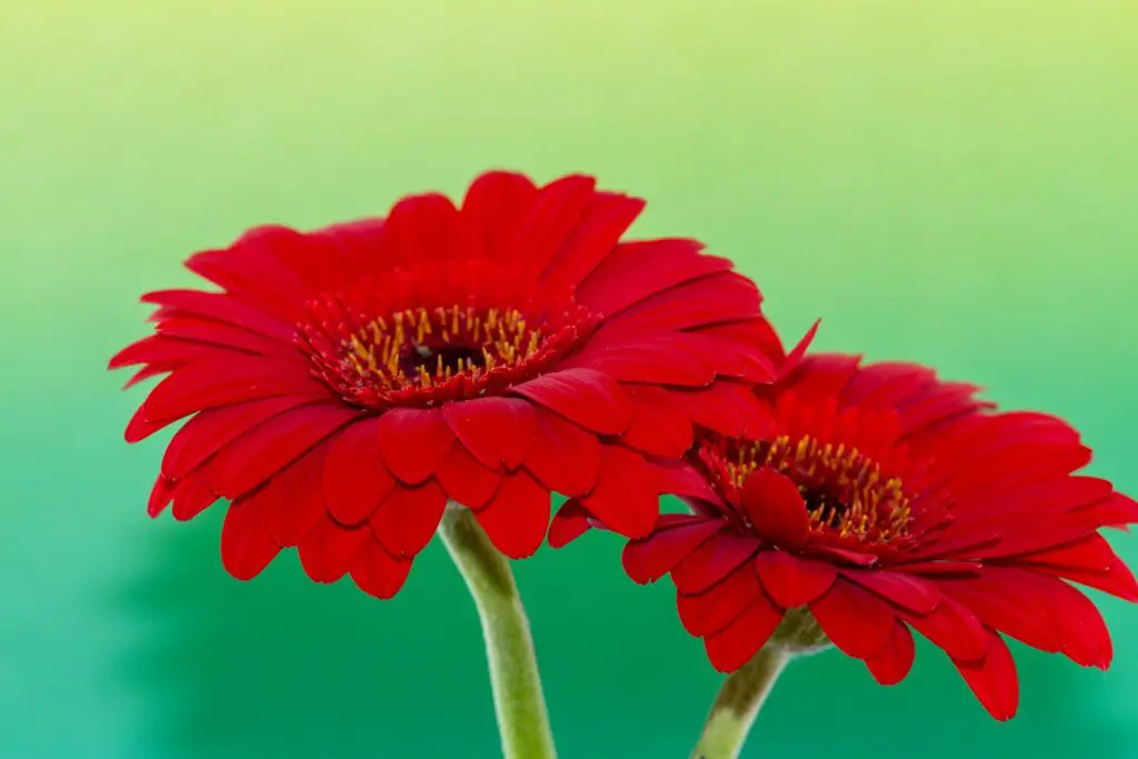 Flor de gerbera roja
