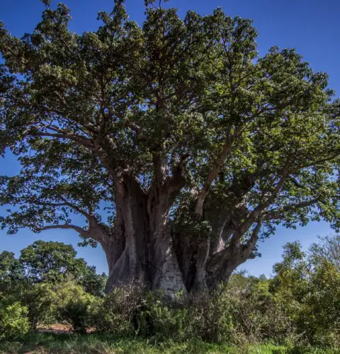 Baobab: El árbol de la vida africano