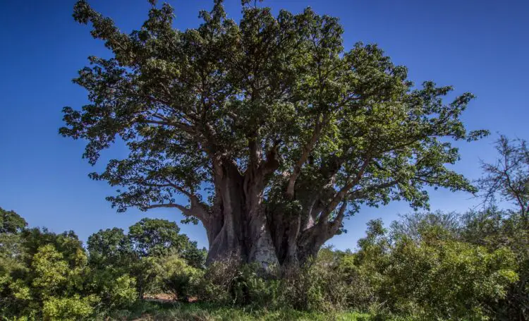 baobab arbol de la vida africano