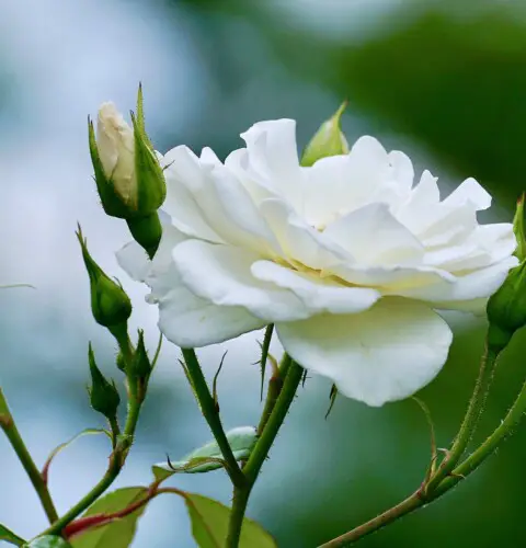 Significado de la rosa blanca