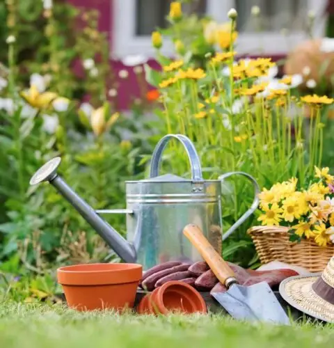 ¿Nuevo en jardinería? Lea estos 6 consejos para cultivar plantas hermosas