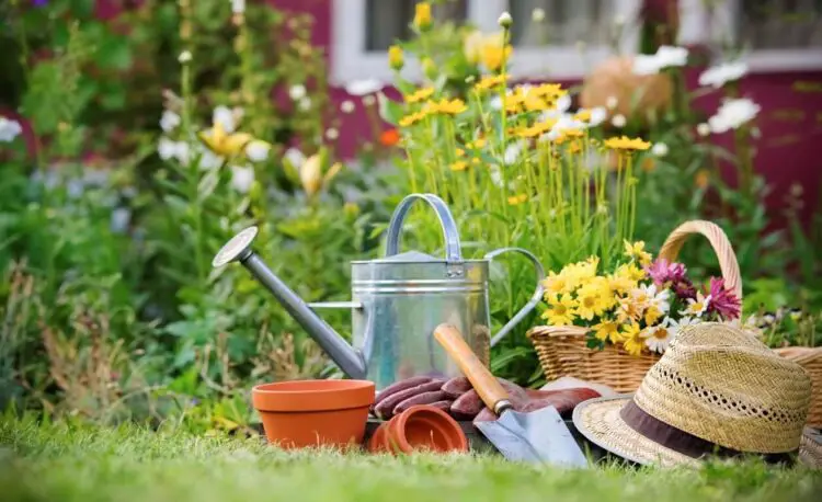 ¿Nuevo en jardinería? Lea estos 6 consejos para cultivar plantas hermosas