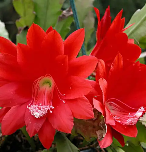 Cómo cuidar el cactus orquídea o planta pluma de Santa Teresa (Disocactus ackermannii)