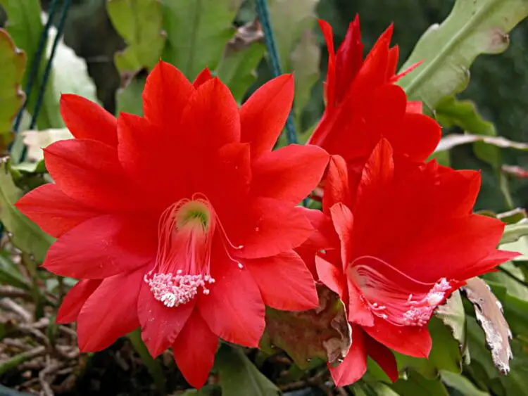 cactus orquídea o planta pluma de Santa Teresa