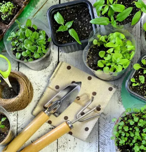 Cosas que necesita saber si estás comenzando a cultivar un huerto orgánico