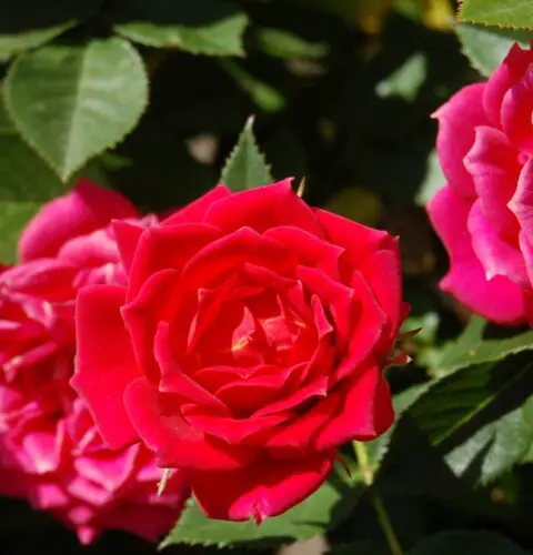 Cómo hacer un jardín de rosas en casa