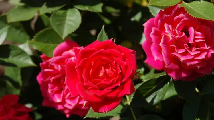 Cómo hacer un jardín de rosas en casa