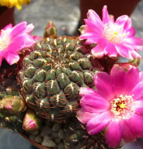 Rebutia pulchra, cuidado y cultivo de ese hermoso cactus