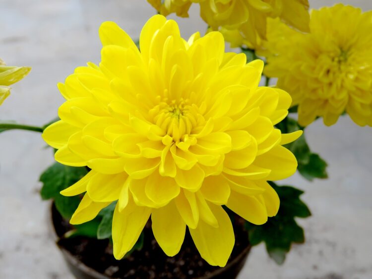 Significado de las flores amarillas
