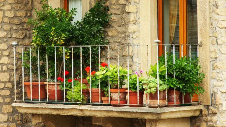 decorar tu balcón de invierno con plantas y flores