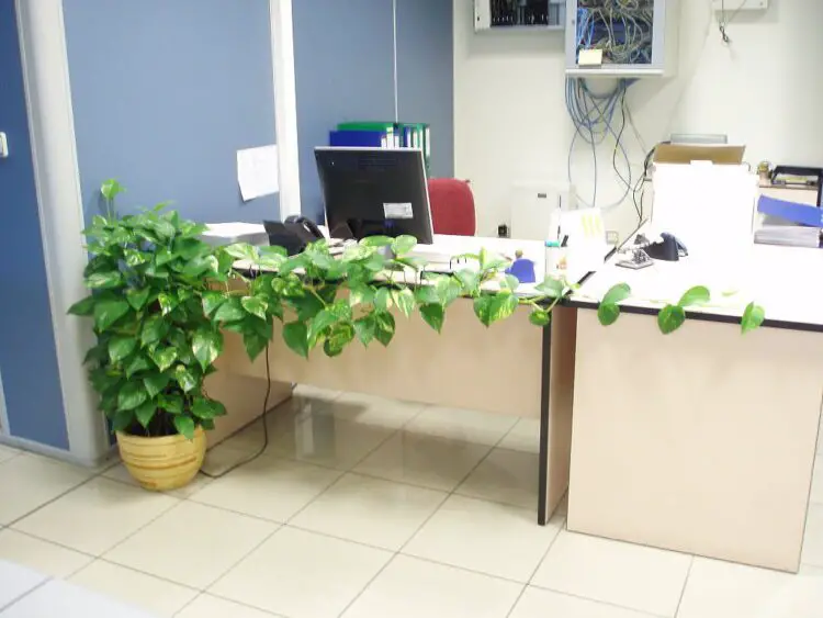 plantas en oficinas