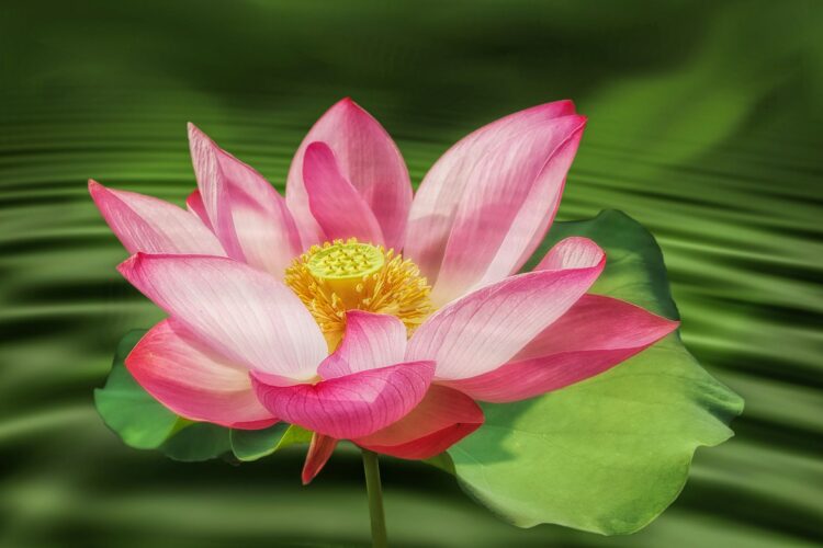 significado flor loto