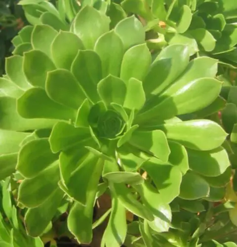 Aeonium arboreum, cuidados y guía de cultivo