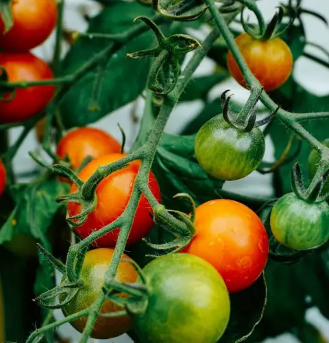 Cómo cuidar una planta de tomate en maceta