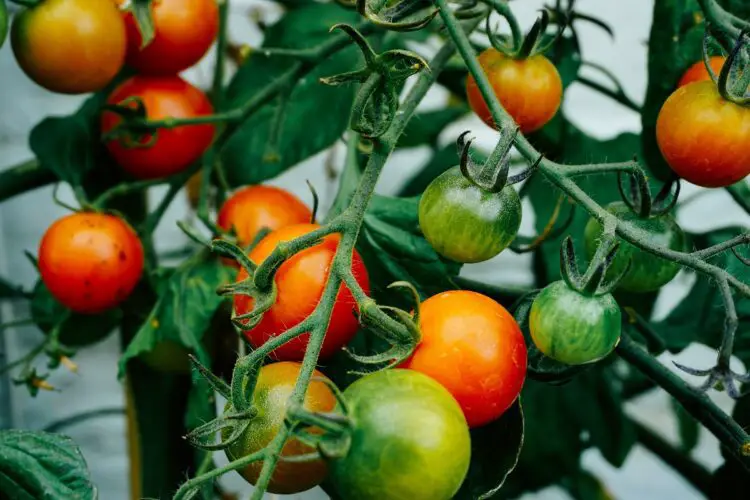 Cómo cuidar una planta de tomate en maceta