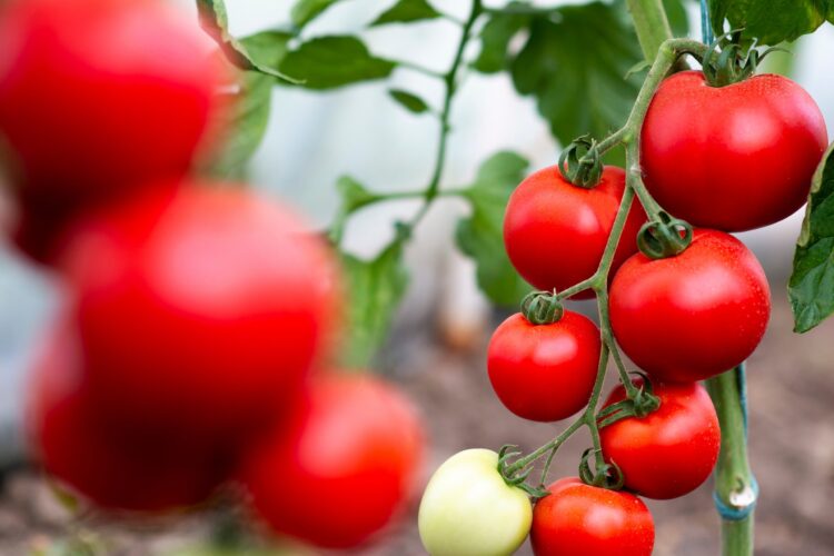 Cómo plantar tomates boca abajo o al revés