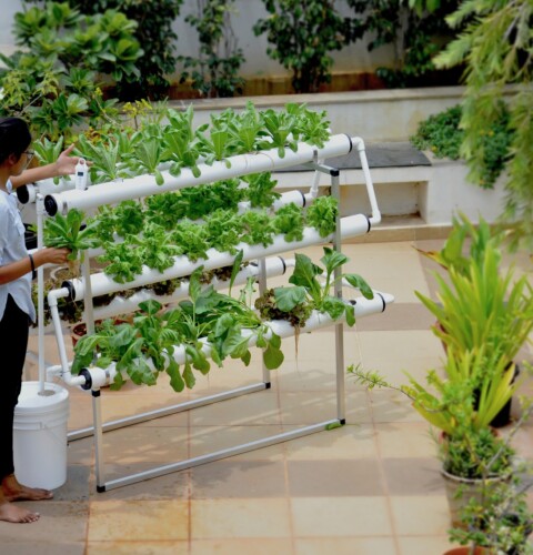 Cultivo de plantas hidropónicas de interior