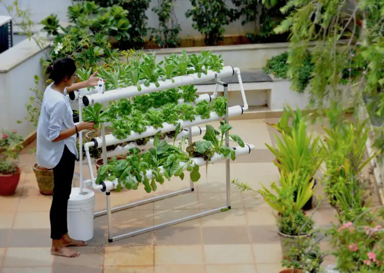 Cultivo de plantas hidropónicas de interior
