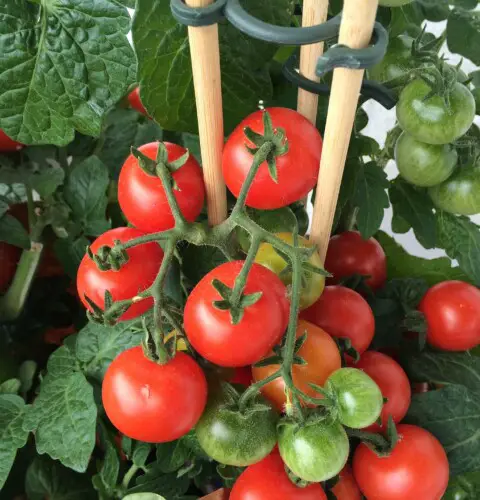 Cultivo de tomates en casa