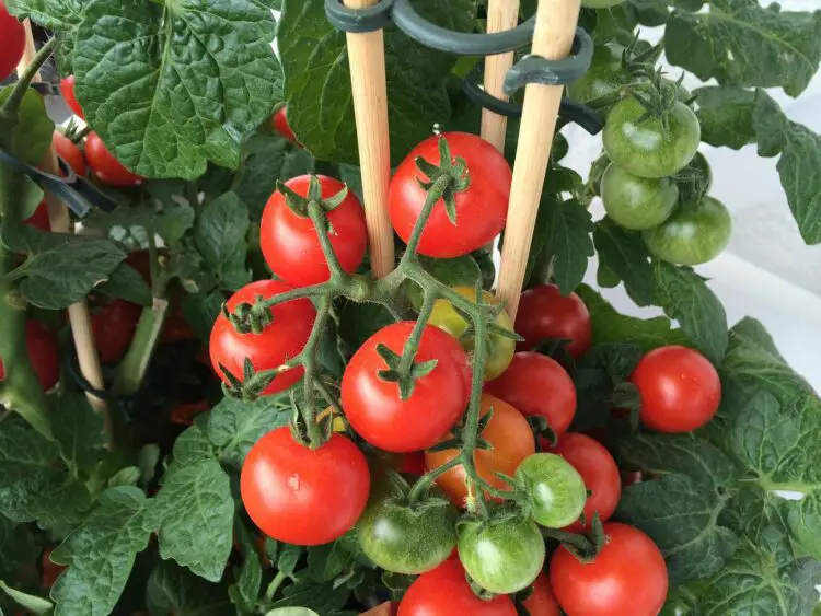 Cultivo de tomates en casa