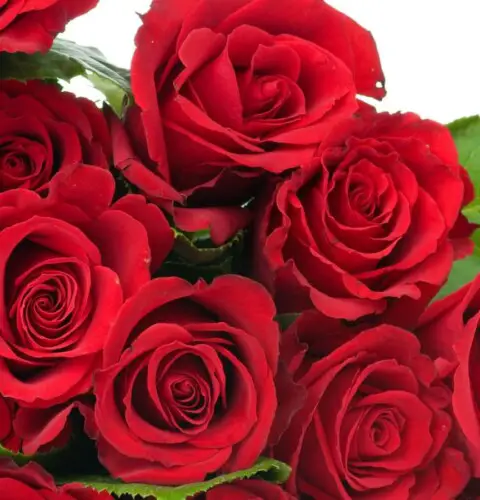 El significado de las Rosas Rojas
