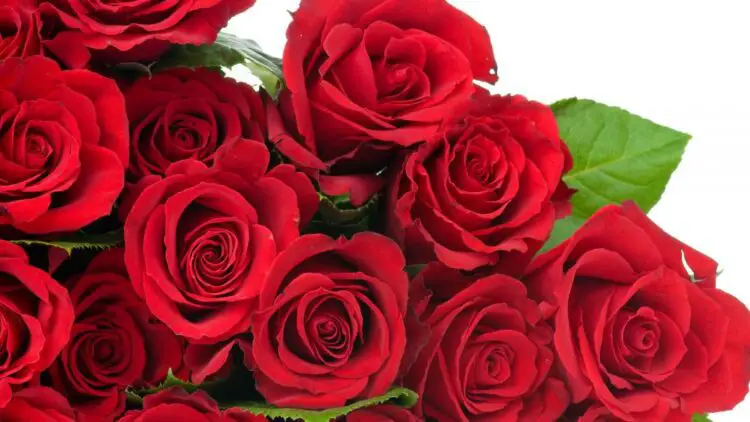 The meaning of the Red Roses