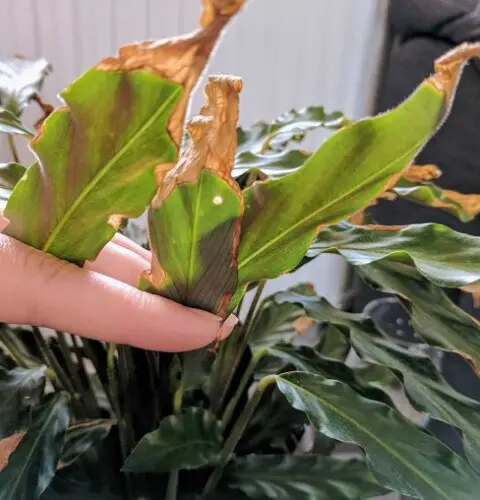 Por qué se ponen marrones las hojas de las plantas