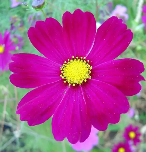20 flores fáciles de cultivar para principiantes en jardinería