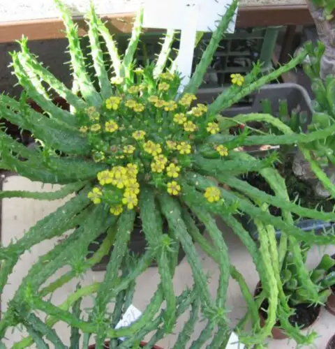Cuidados de Euphorbia flanaganii