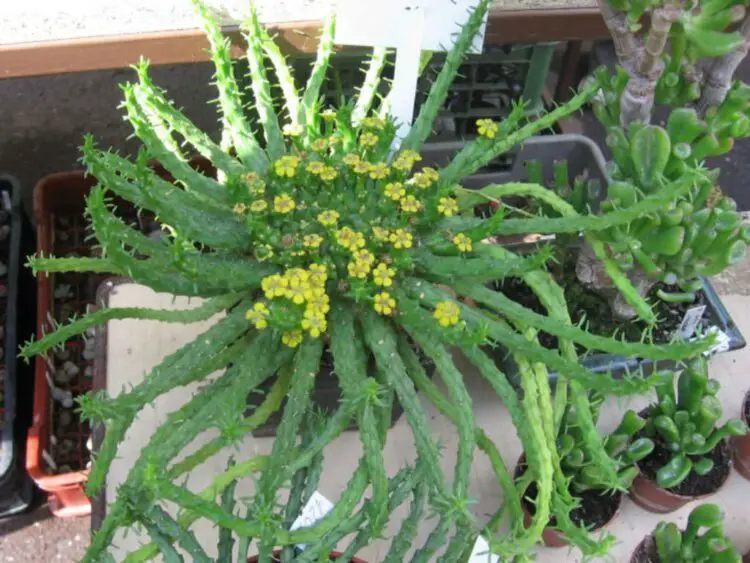 Euphorbia flanaganii cuidados flores reproduccion