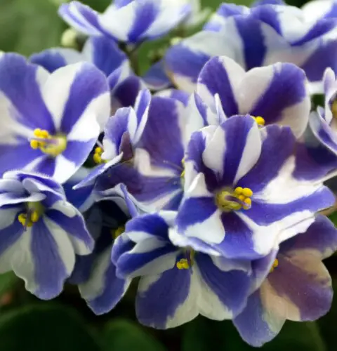 Tipos de violetas africanas y sus principales variedades