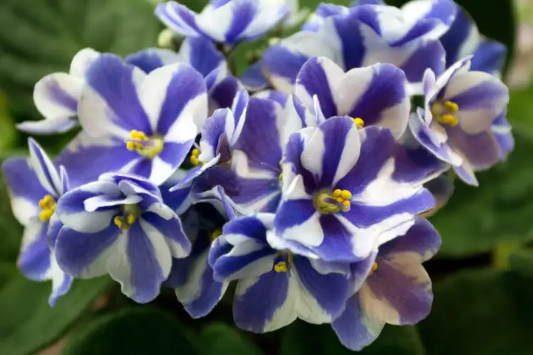tipos de violetas africanas variedades hibridos
